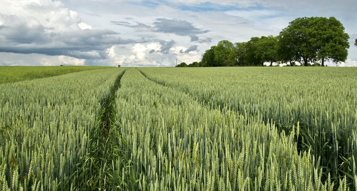 Área de plantio de trigo