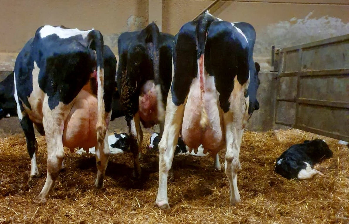 Vacas leiteiras com bezerros