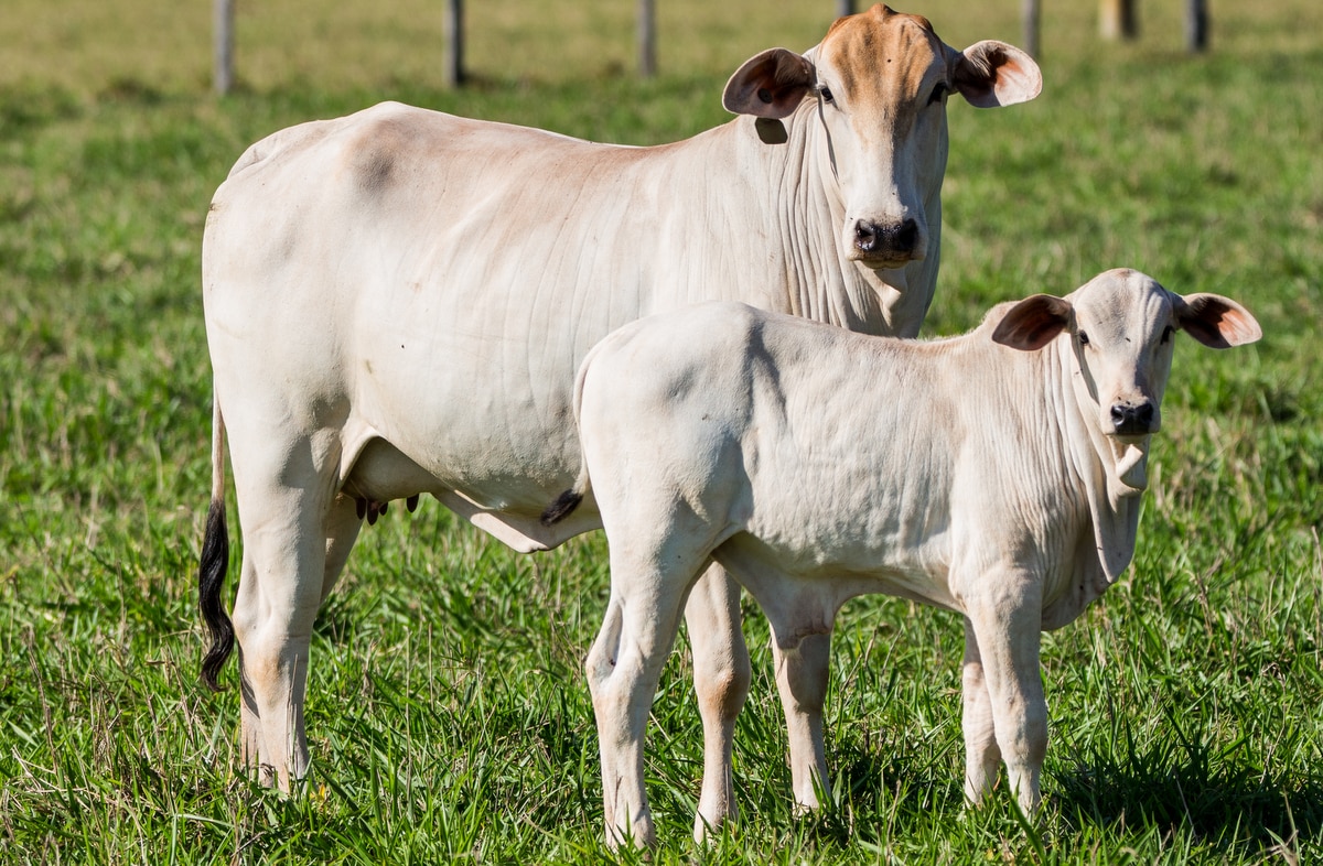 Avaliações genéticas de bovinos