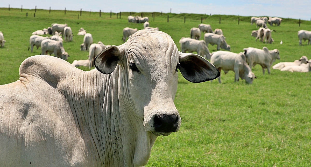 Rebanho de bovinos proteção contra febre aftosa
