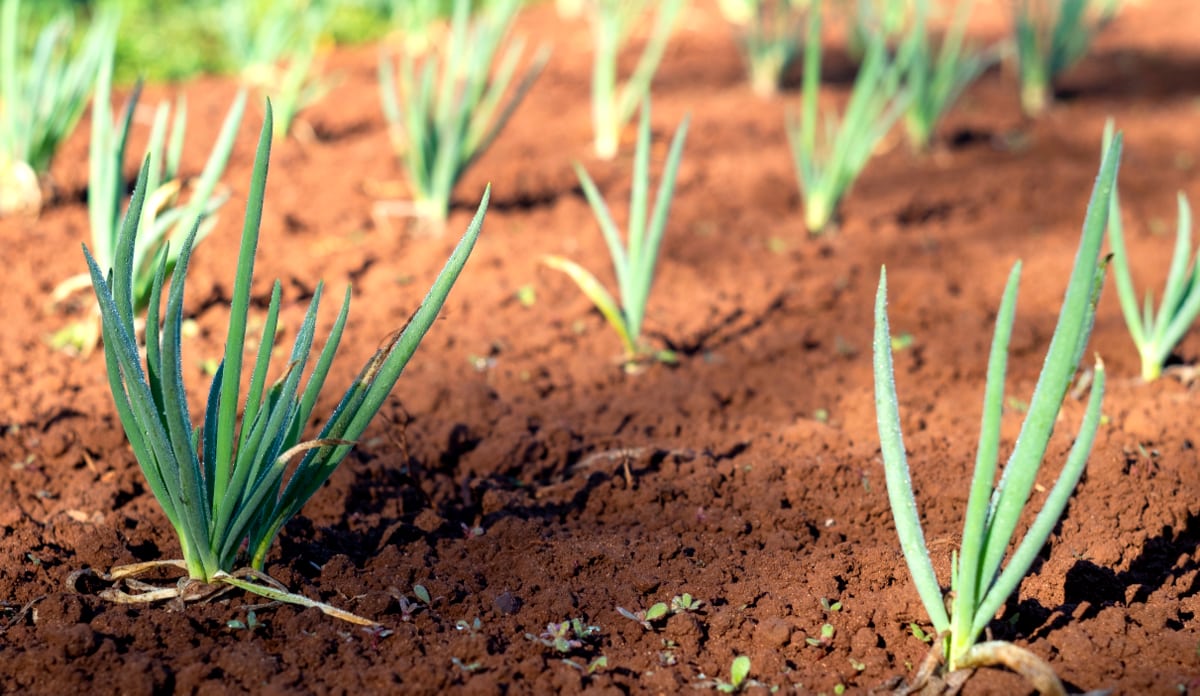 Cebolinha confira como plantar até em casa MF Magazine