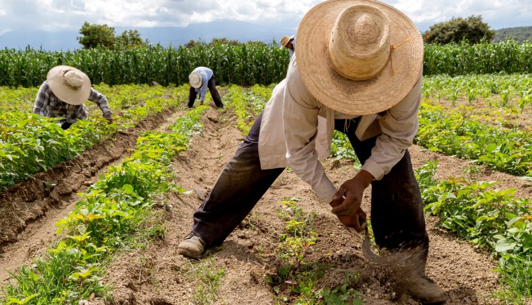 Agricultura de subsistência e sua importância para o Brasil
