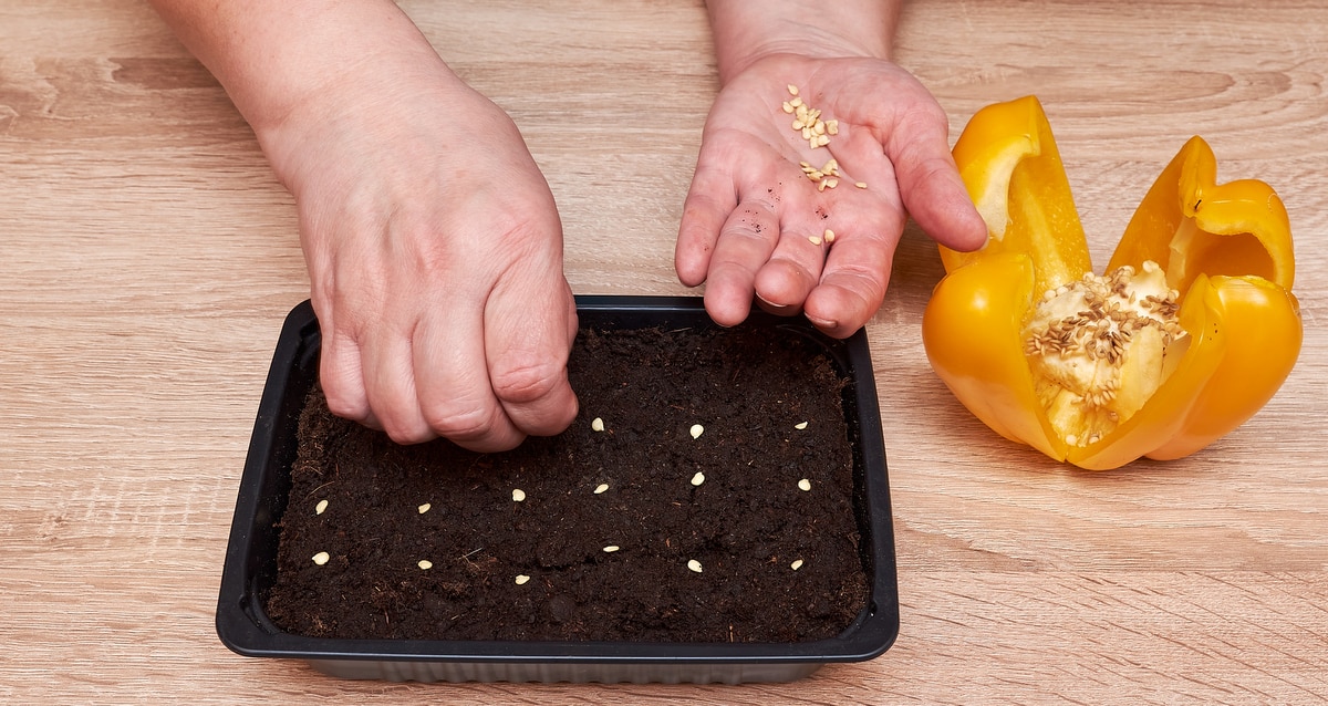 Como plantar pimentão com sementes