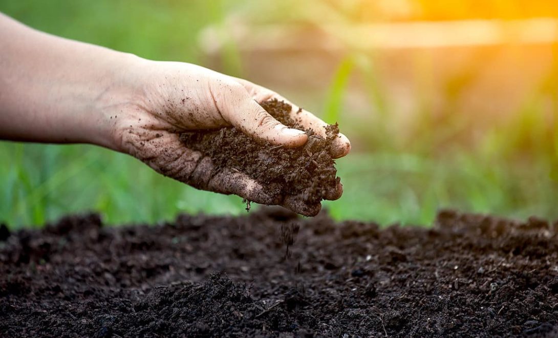 Fertilizantes orgânicos: principais tipos e benefícios