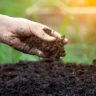 Fertilizantes orgânicos: principais tipos e benefícios