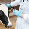 Doenças bovinas: sintomas, tratamentos e prevenção