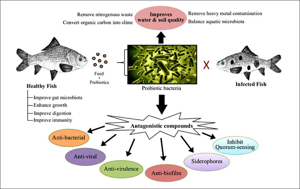 Aditivos Funcionais: modo de ação dos probióticos em peixes