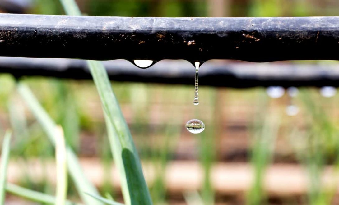 Irrigação por gotejamento: como funciona o sistema