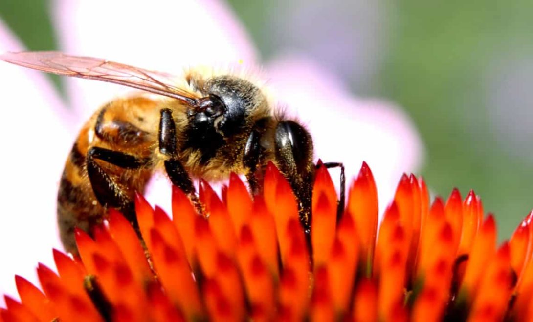Alimentação energética para abelhas no inverno
