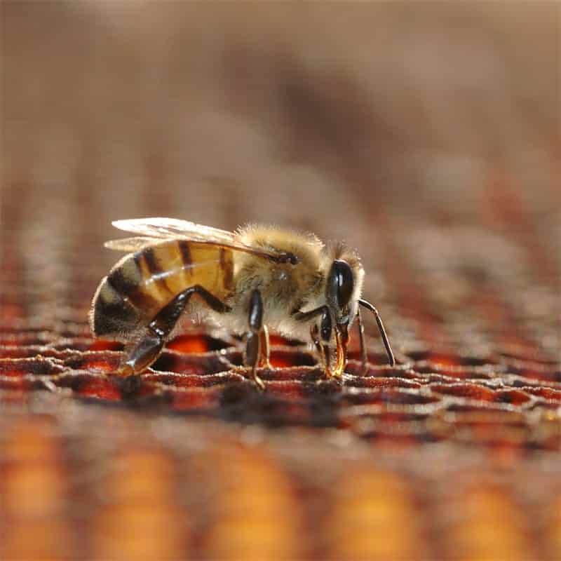 Abelhas na produção de mel