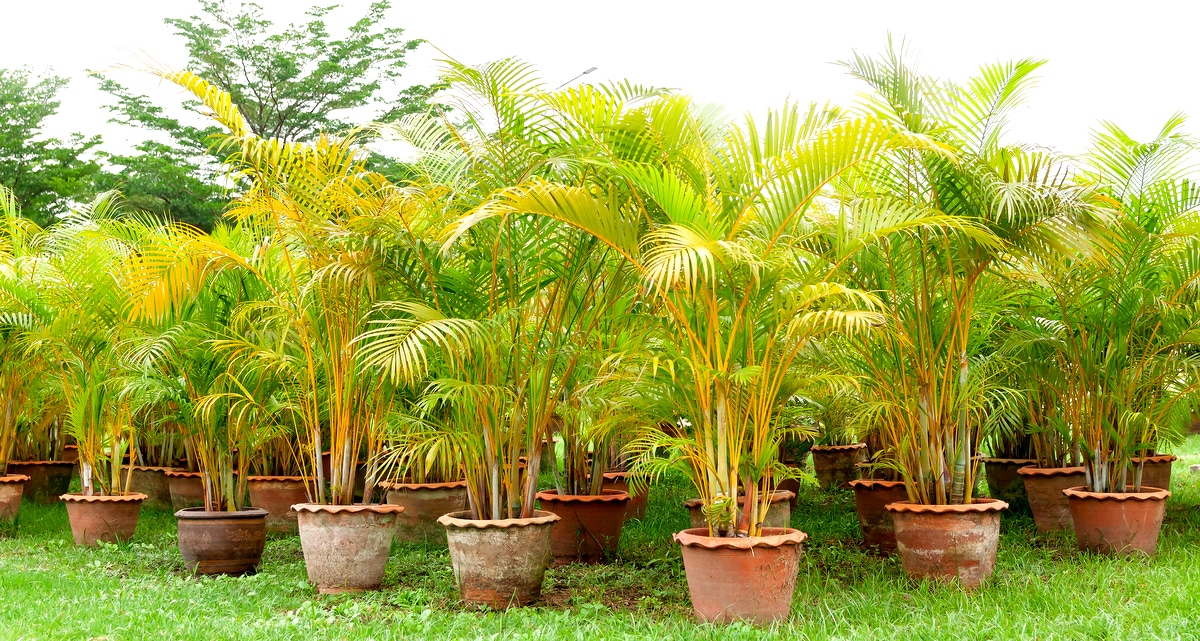 Palmeiras do tipo areca-bambu plantadas em vasos em cima de um gramado