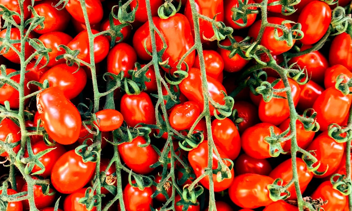 Variedade de tomate opção de renda