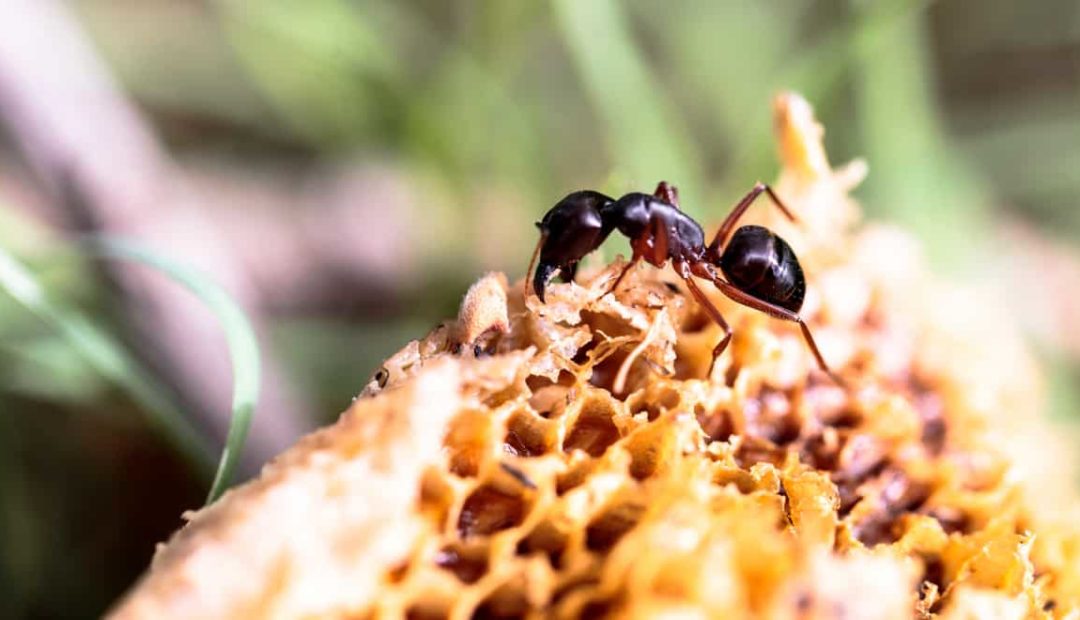 Abelhas x formigas: aprenda como proteger seu apiário