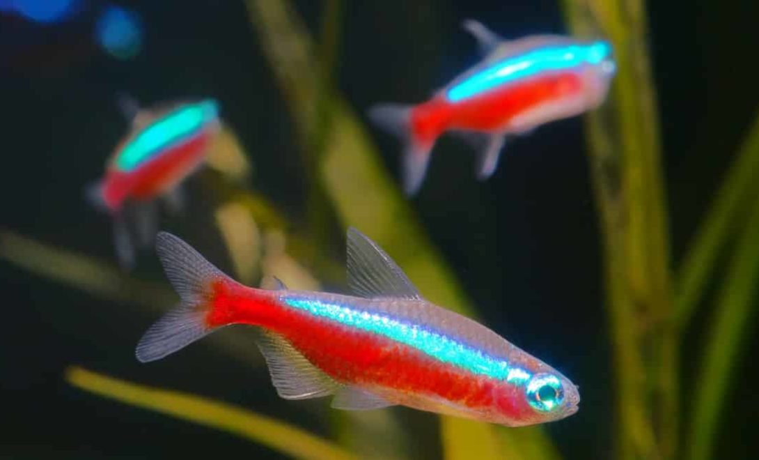 Peixe Neon-cardinal, exemplar da Piscicultura Ornamental de água doce