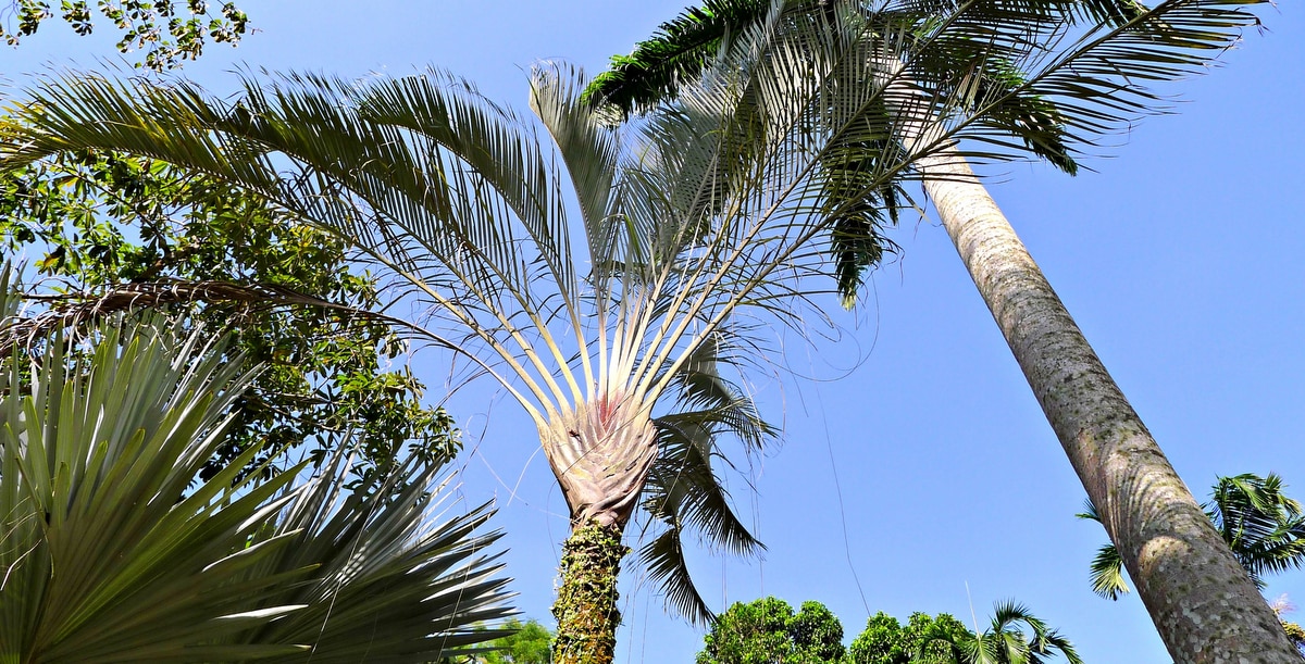 Palmeira triangular em destaque, ao lado de mais plantas, com céu azul