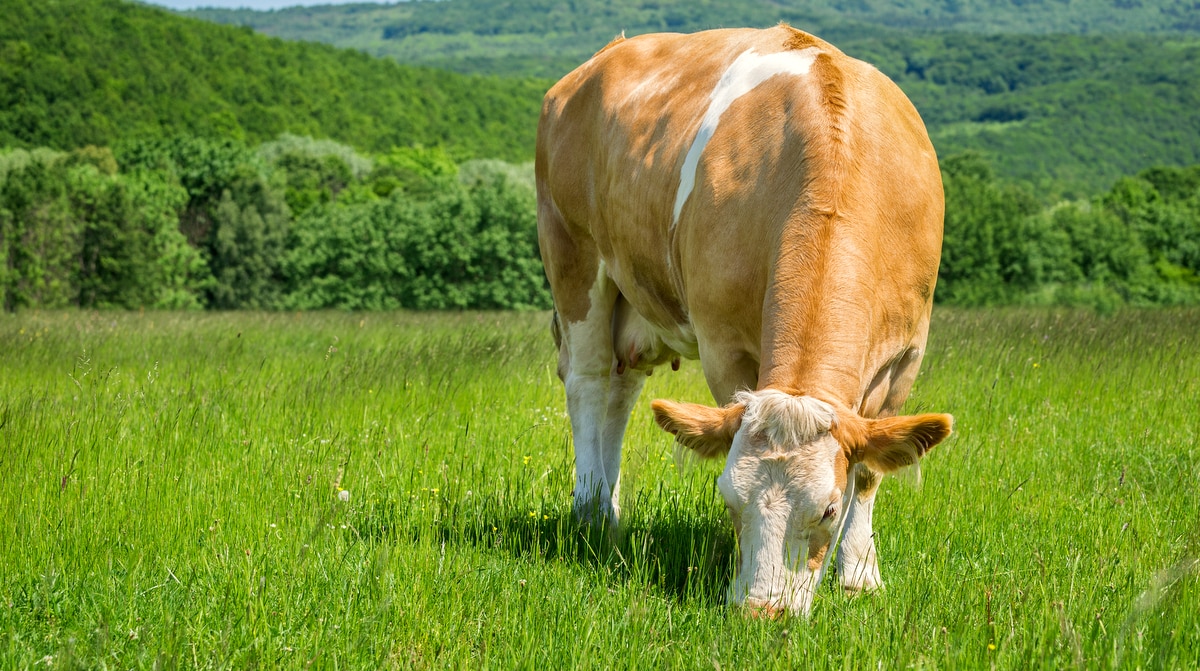 Pastagem com vacas leiteiras