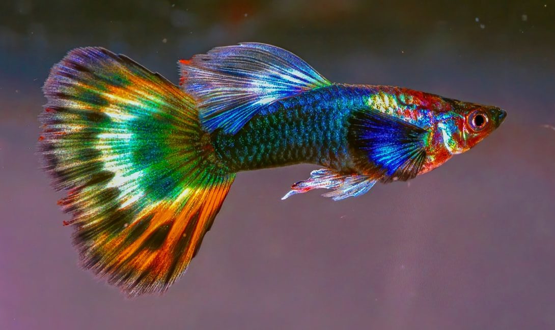 Belo exemplar colorido de Poecilia reticulata, mais conhecido como peixe guppy, peixe lebiste ou peixe barrigudinho