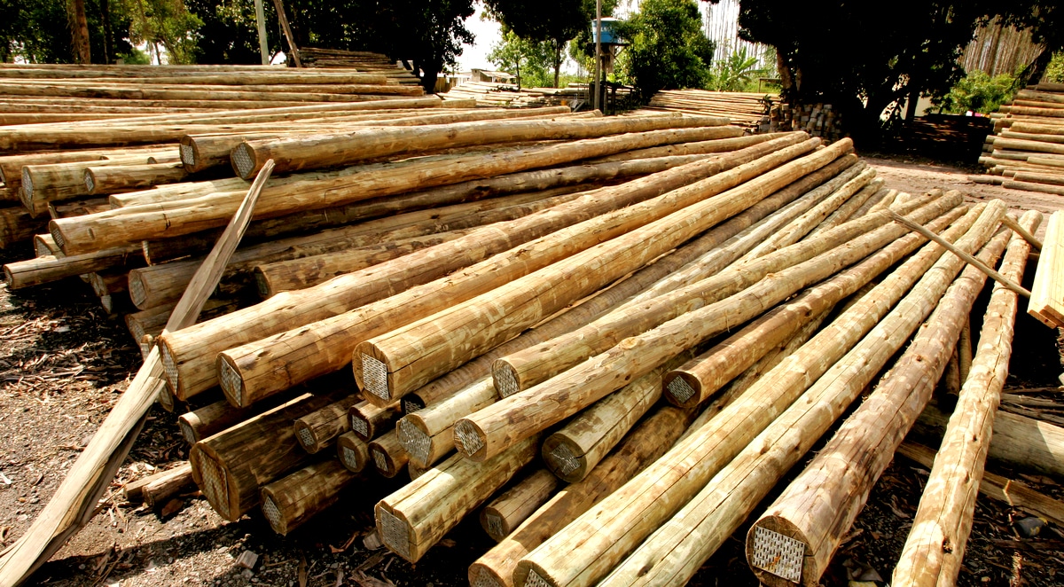 Toras de madeira de eucalipto