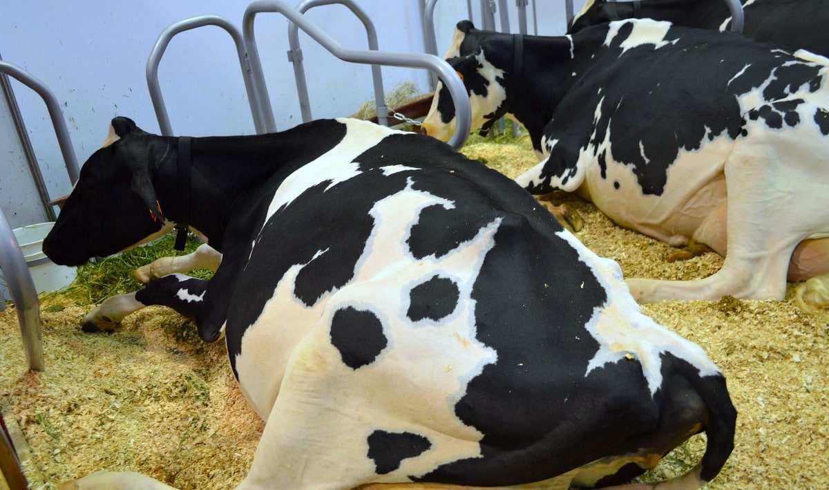 Vacas pré-parto em local confortável