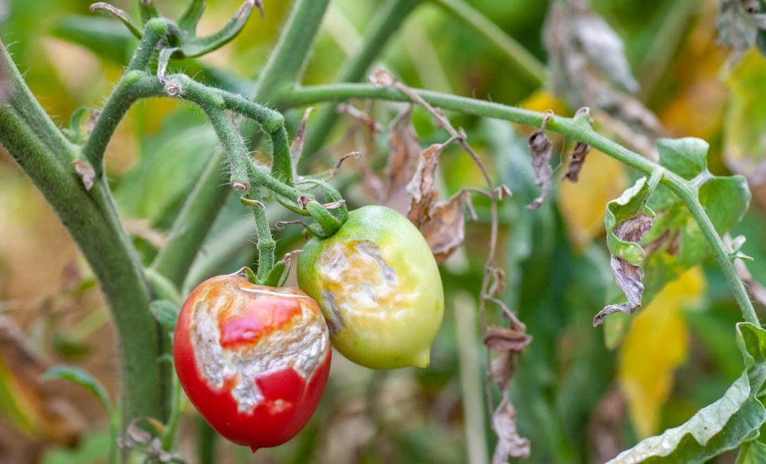 Doenças do tomateiro: descubra mais sobre elas