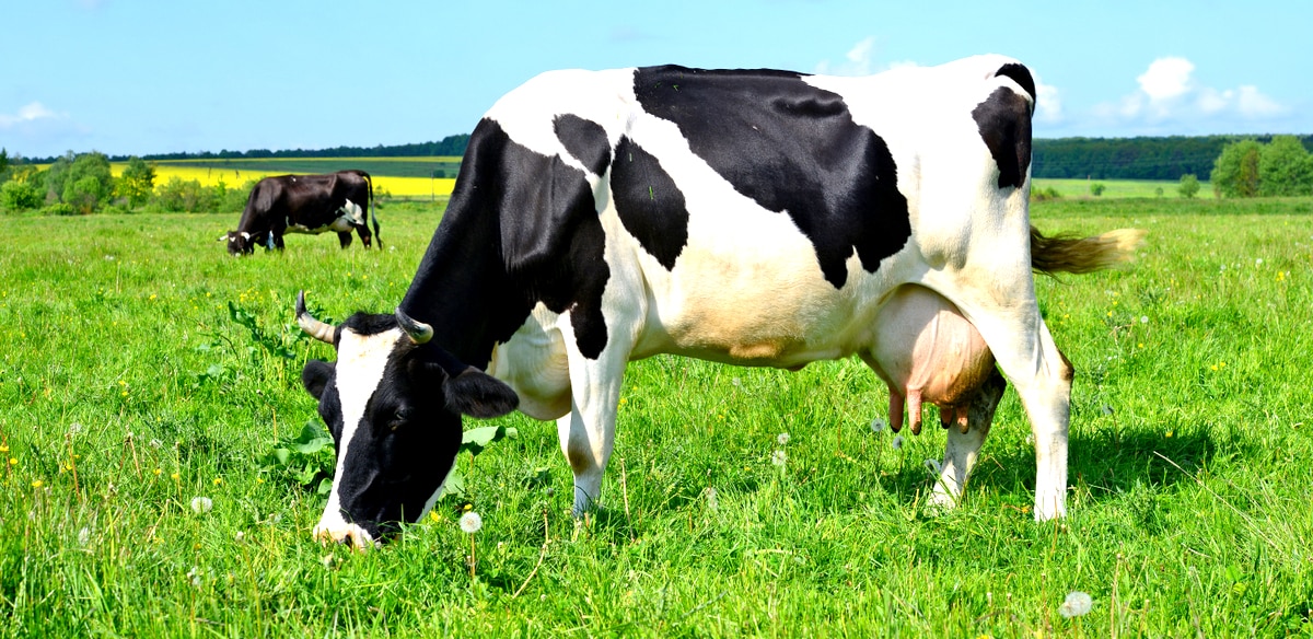 Vacas em lactação se alimentando com pastagem