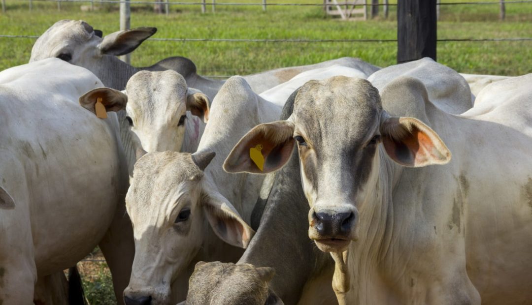 Tuberculose bovina: o que é e como prevenir