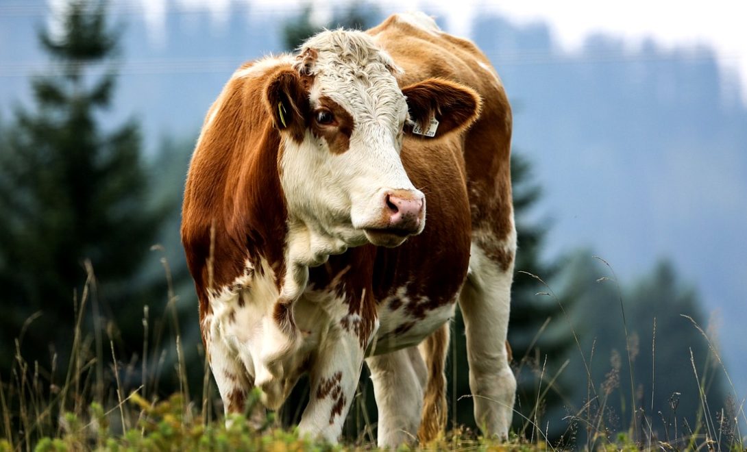 Simental: uma raça de gado com dupla aptidão