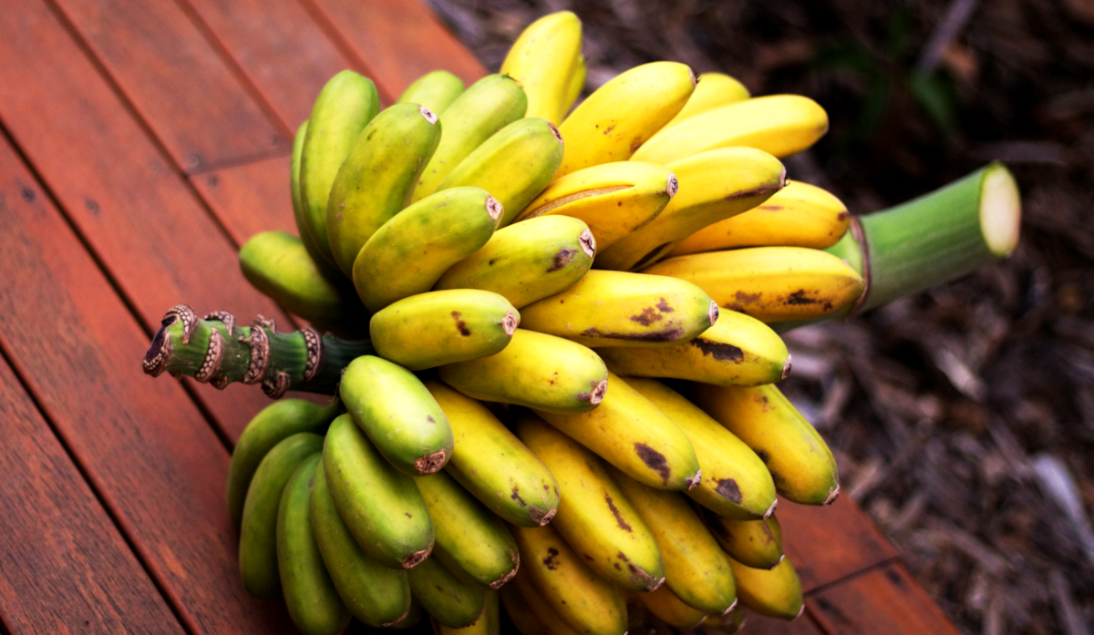 Tipos de banana com destaque para calorias