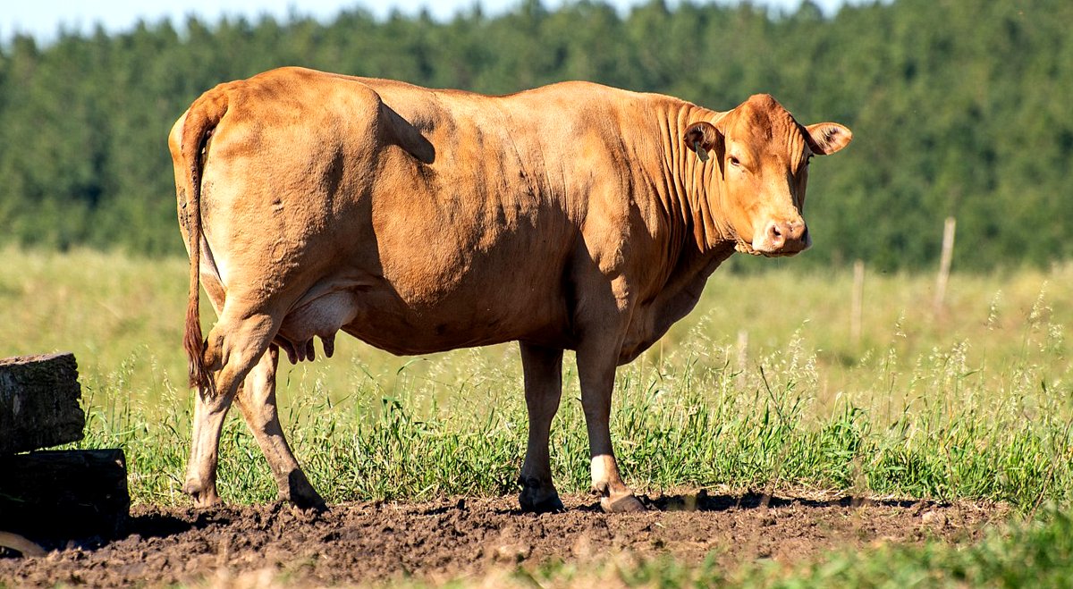 Vaca Caracu, qualidade na produção de leite