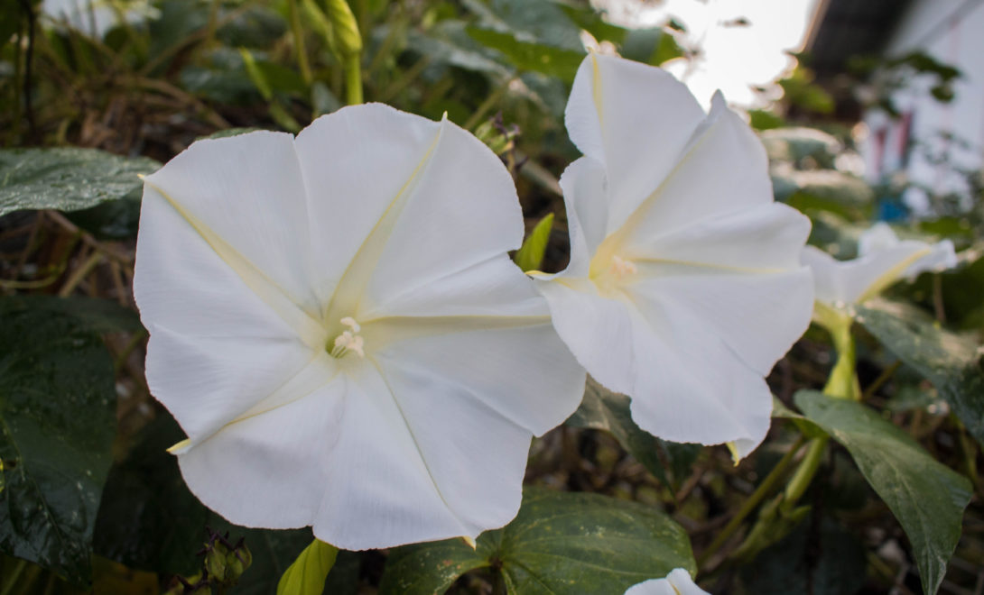 Flores de Ipomoea alba