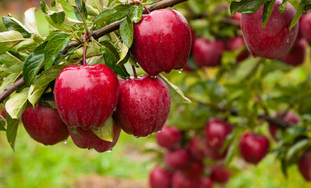 Como plantar maçã: confira as particularidades do cultivo