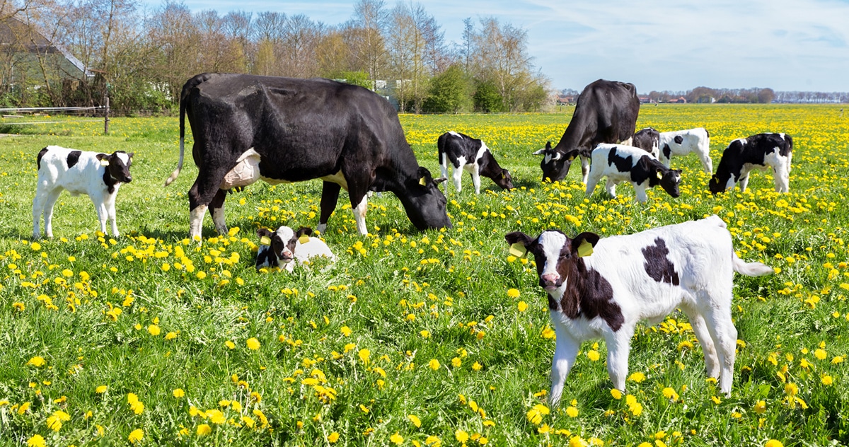 Vacas leiteiras com bezerros