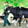 Métodos de contenção de bovinos: conheça os mais usados