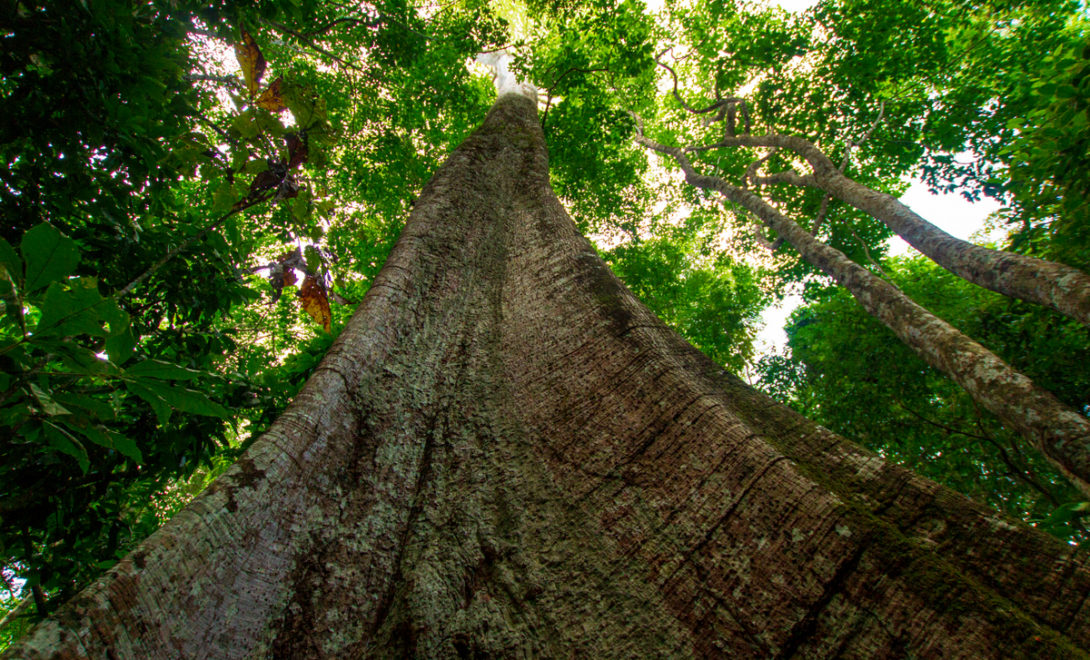 Vista de baixo de uma floresta natural, com foco em uma árvore Samauma