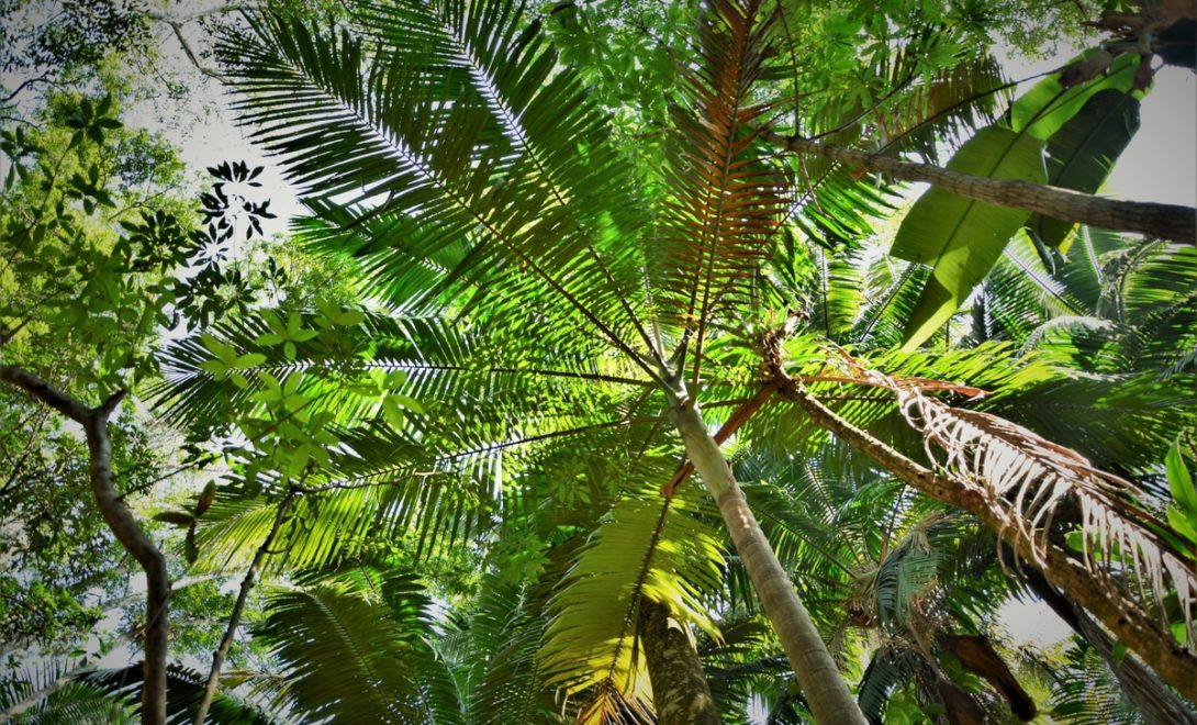 Palmeira Juçara ao redor de demais espécies