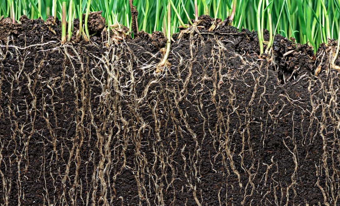 Perfil de solo com raízes em profundidade promovendo descompactação