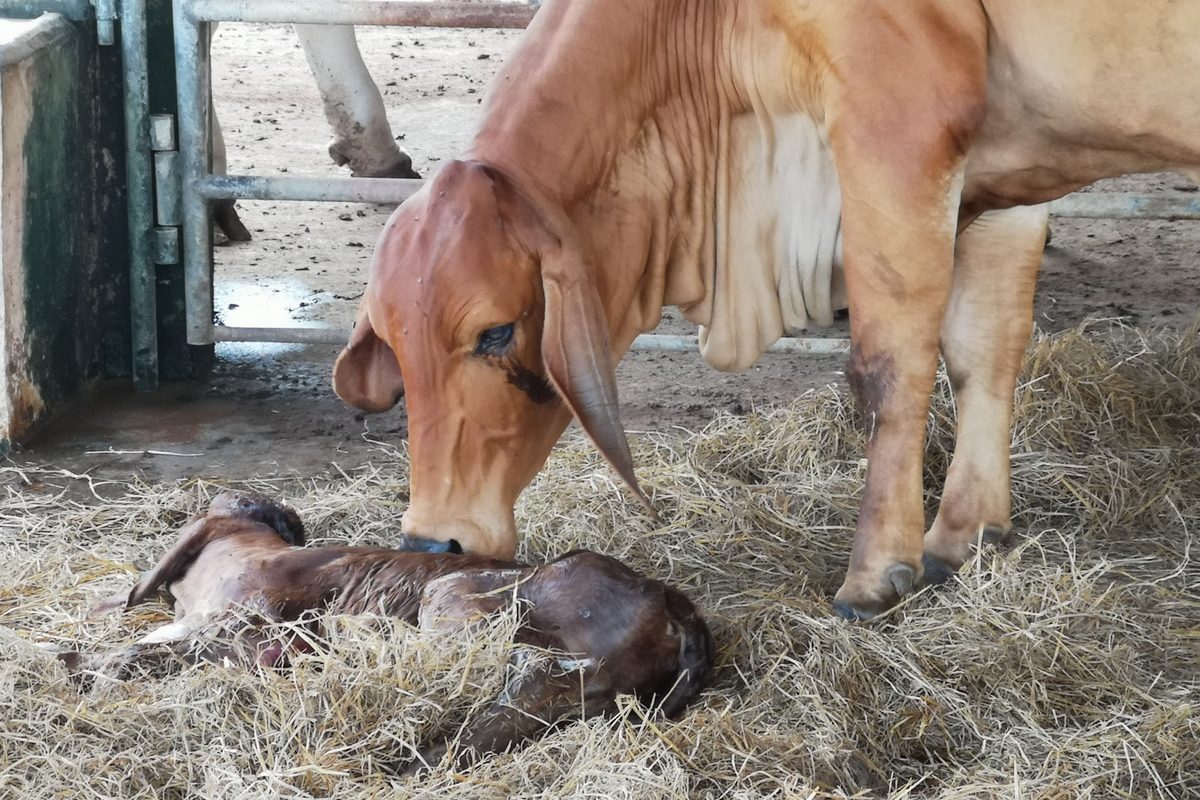 Vaca logo após o parto com o bezerro