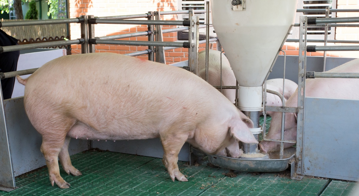 Alimentação na produção de carne suína