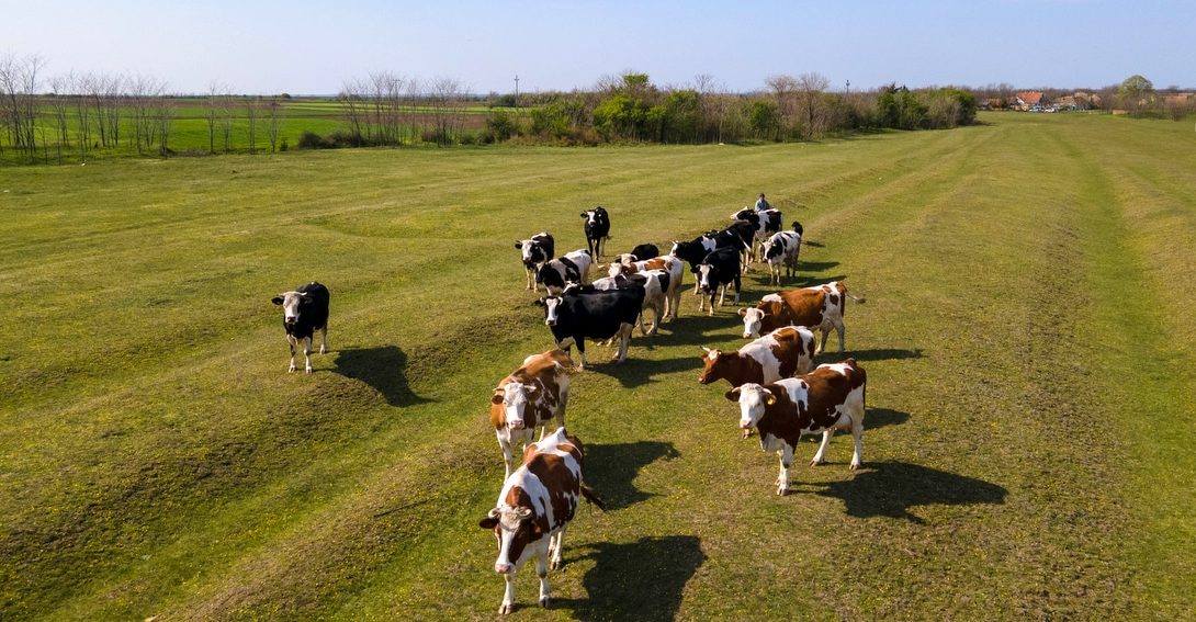 Fazenda de bovinocultura de leite, criação de vacas à pasto