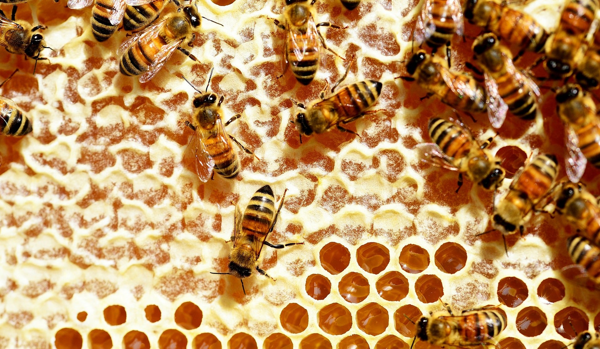 Abelhas com uma de suas funções: produzir mel