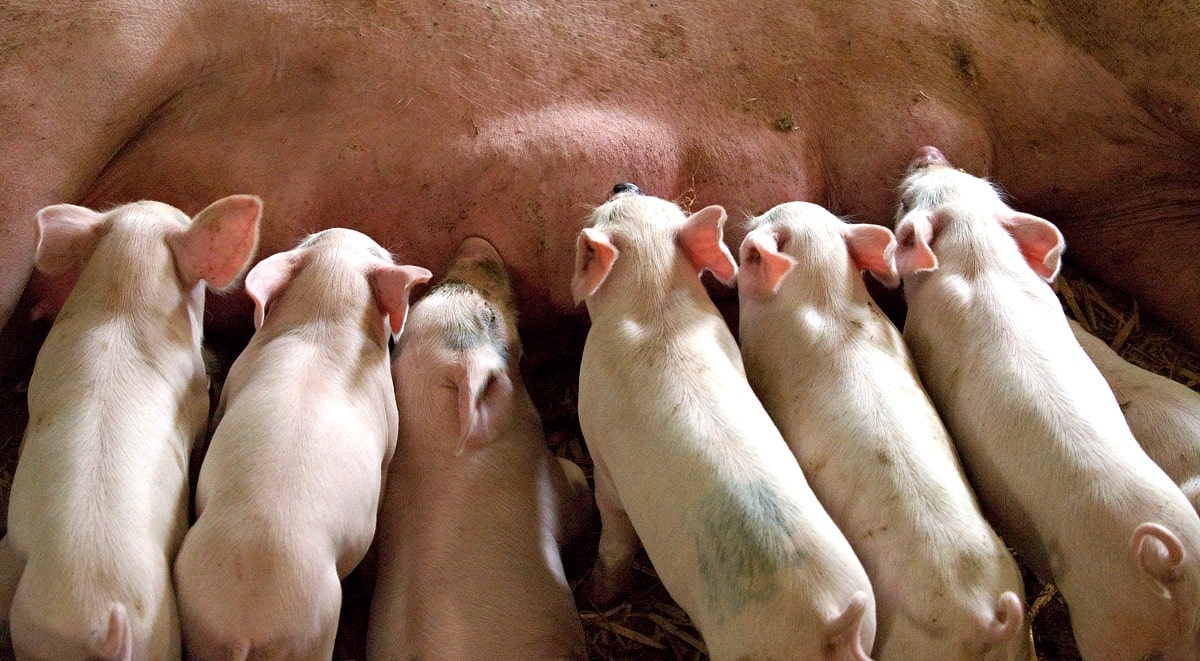 Cuidar dos animais para obter uma boa carne suína
