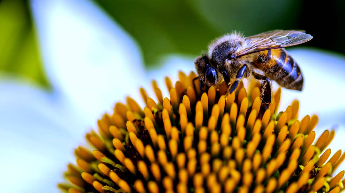 Abelhas: suas características e funções na natureza - MF Magazine