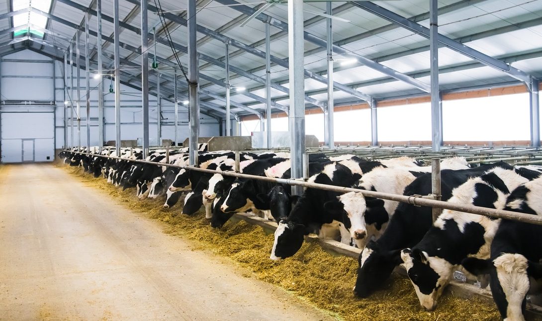 Investimentos necessários na bovinocultura de leite