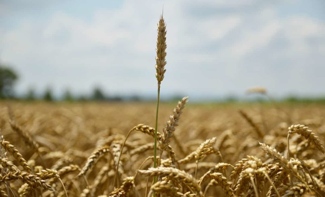 Giberela no trigo: como controlar essa doença?