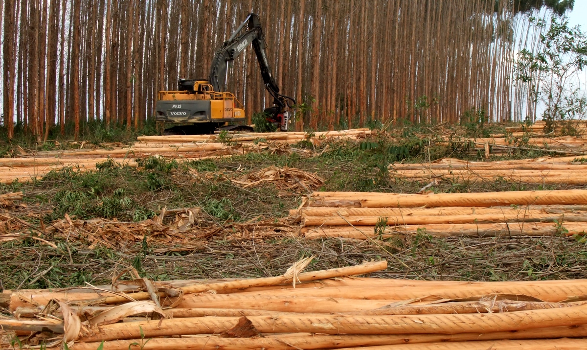 Extração da madeira usada na fabricação da celulose