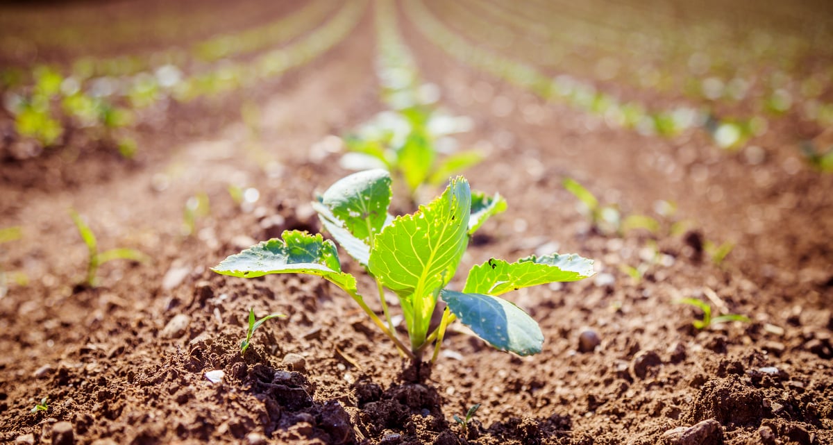 Plantas em casa: veja os erros que podem estar prejudicando as suas - Agro  Noticia