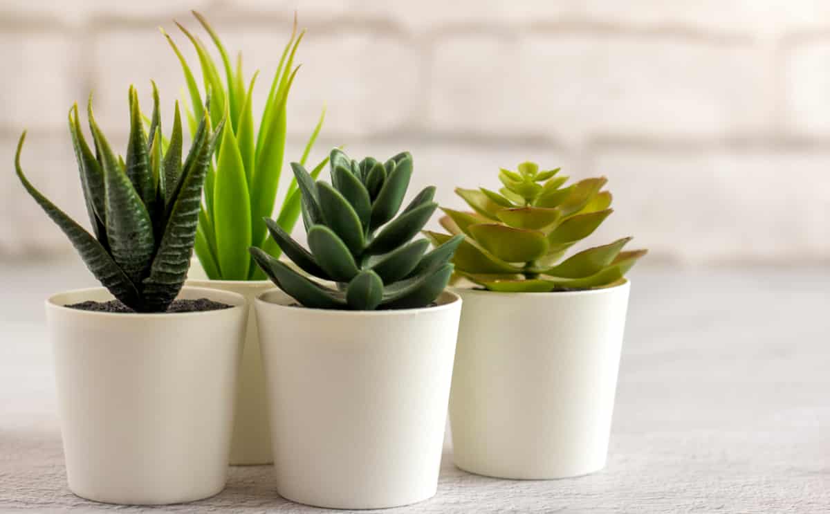 Suculentas plantas ornamentais em vasos