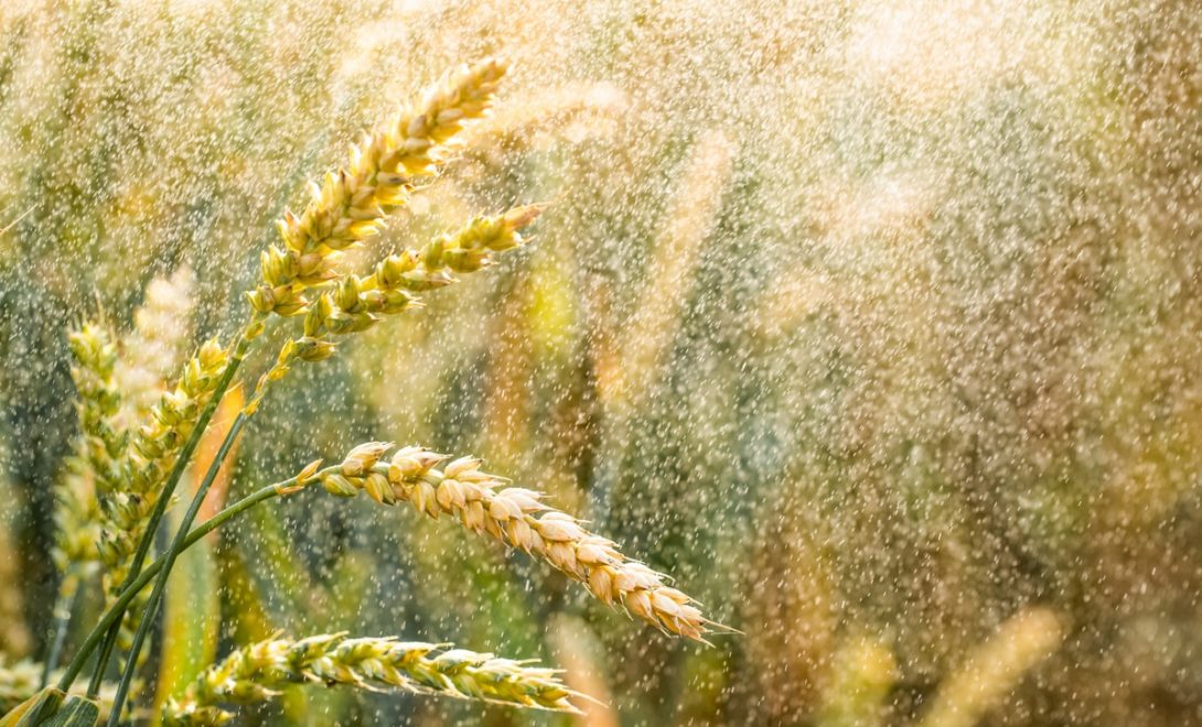 Espigas de trigo na chuva