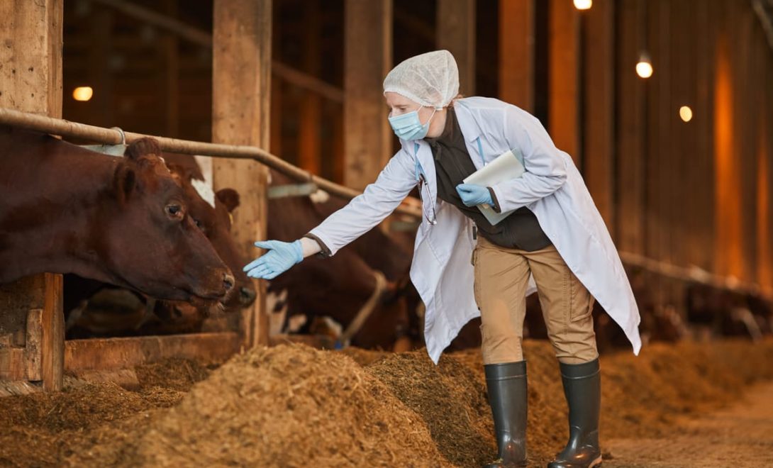 Veterinária avaliando gado para controle da tuberculose bovina