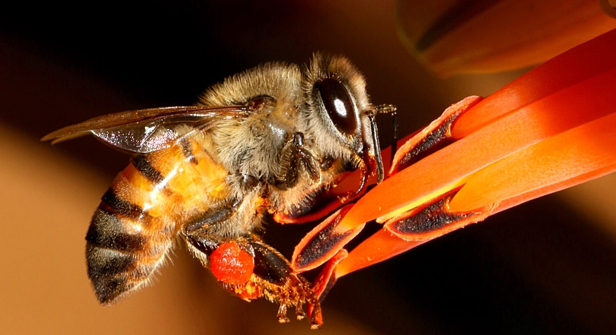 Características da abelha africana